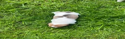 Jack Russell dogs for sale: Jack Russell Terrier 4 pedigree puppies in Newcastle upon Tyne - Advert 5