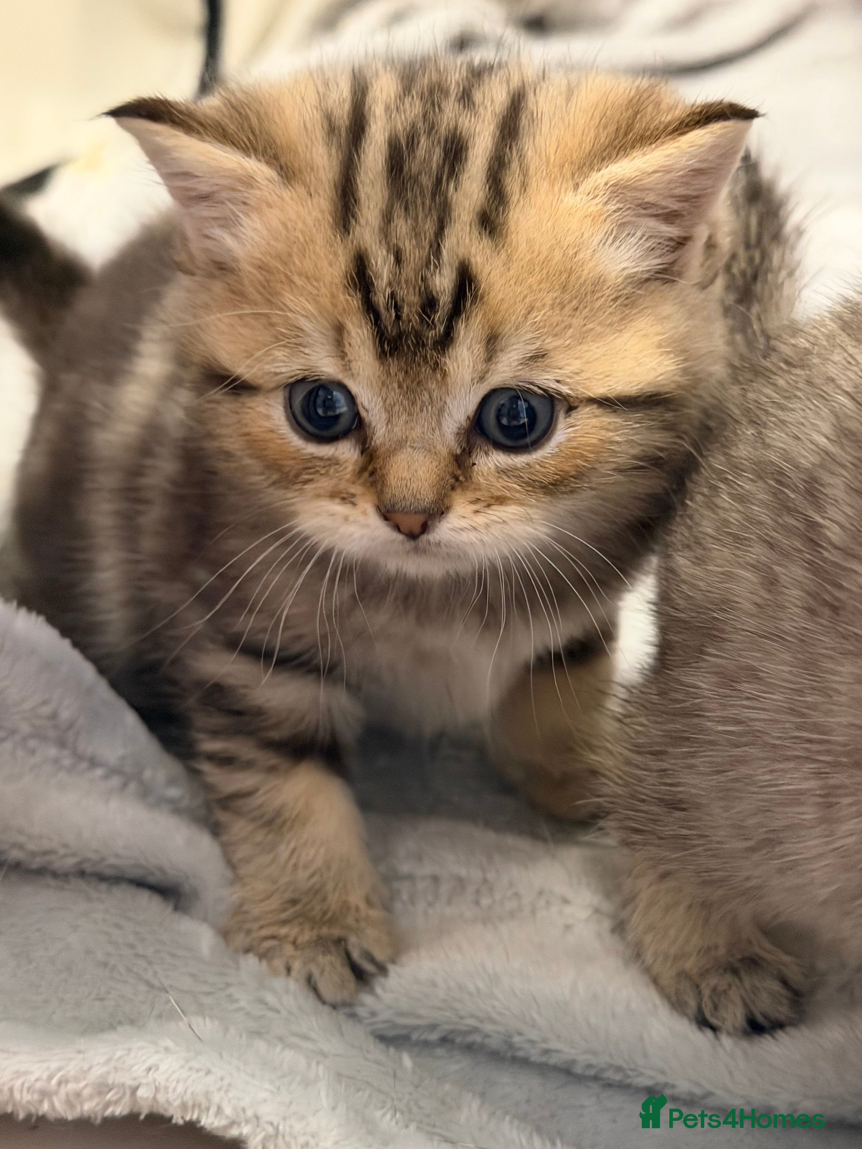 British Shorthair cats Beautiful British Shorthair Girl - Advert 2