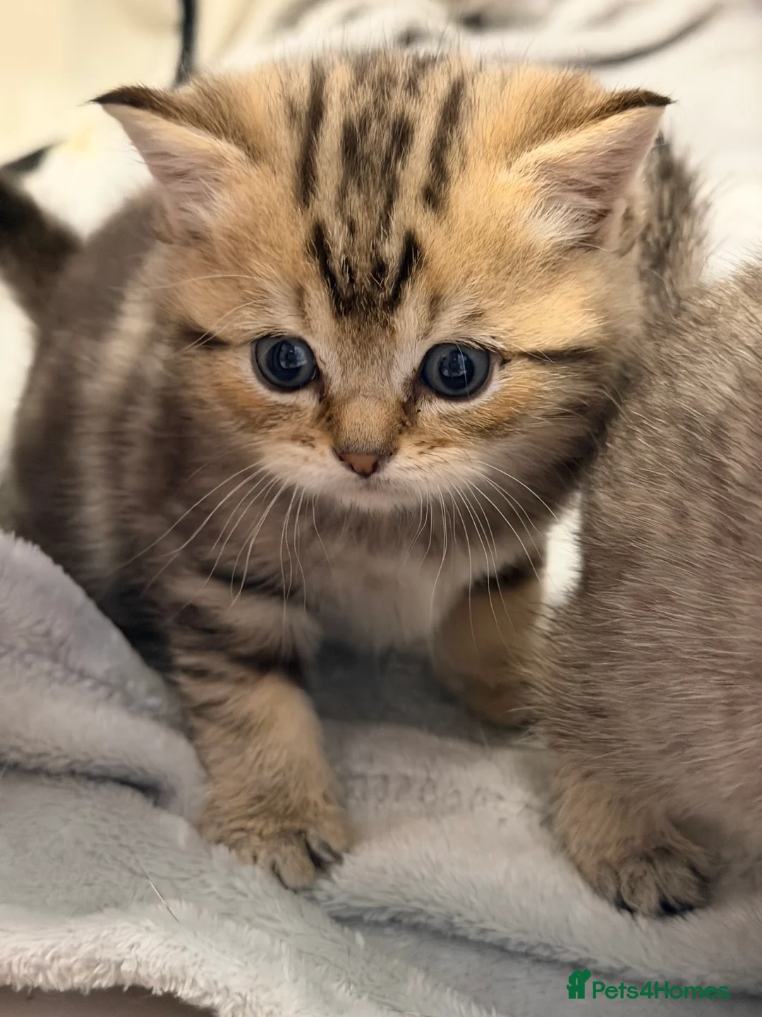 British Shorthair cats for sale: Beautiful British Shorthair Girl - Advert 2
