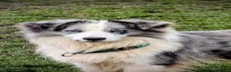 Border Collie dogs for stud: Handsome mac - Advert 3