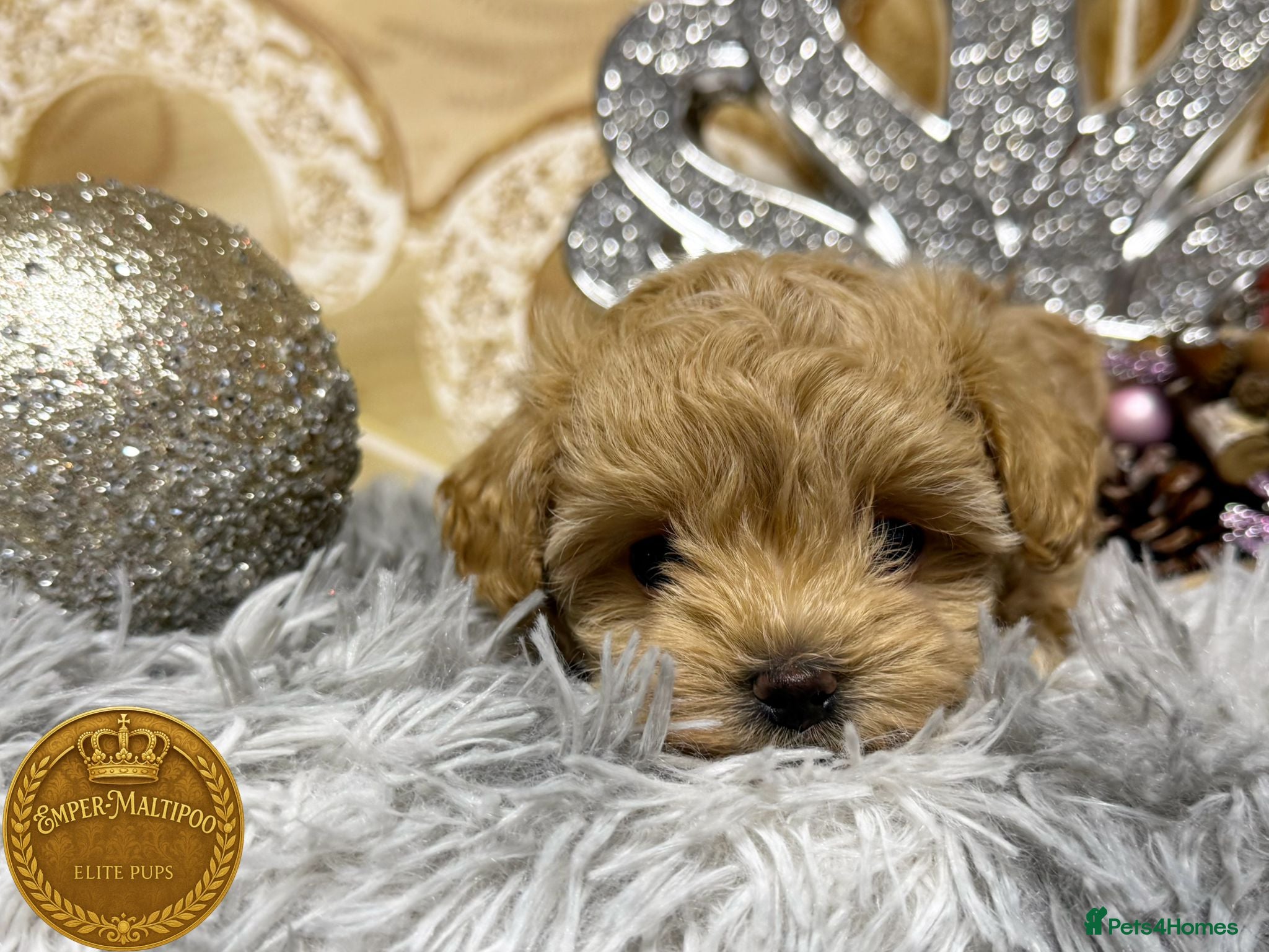 Maltipoo dogs Adorable maltipoo girl ready now - Advert 3