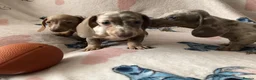 Miniature Dachshund dogs for sale: Miniature dachshund puppies in Bromley - Advert 15