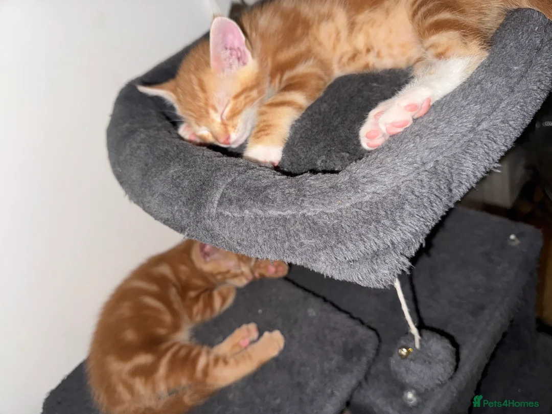 American Shorthair cats for sale: Beautiful Rare GingerKittens Alonghair X BSH cross - Advert 34
