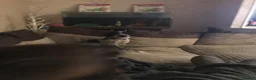 Mixed Breed dogs for sale: Small mixed breed male for sale - Advert 2