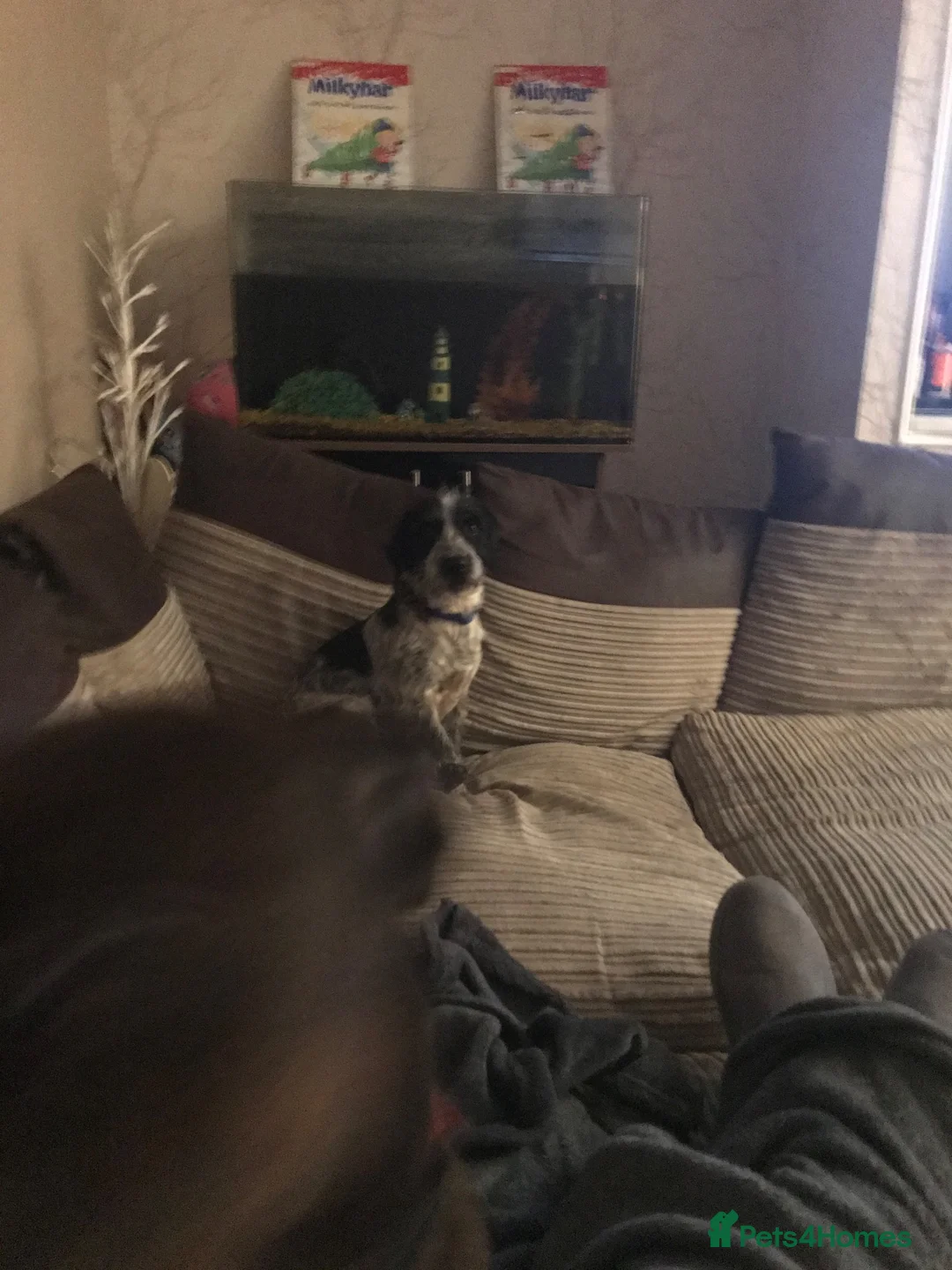 Mixed Breed dogs for sale: Small mixed breed male for sale - Advert 2