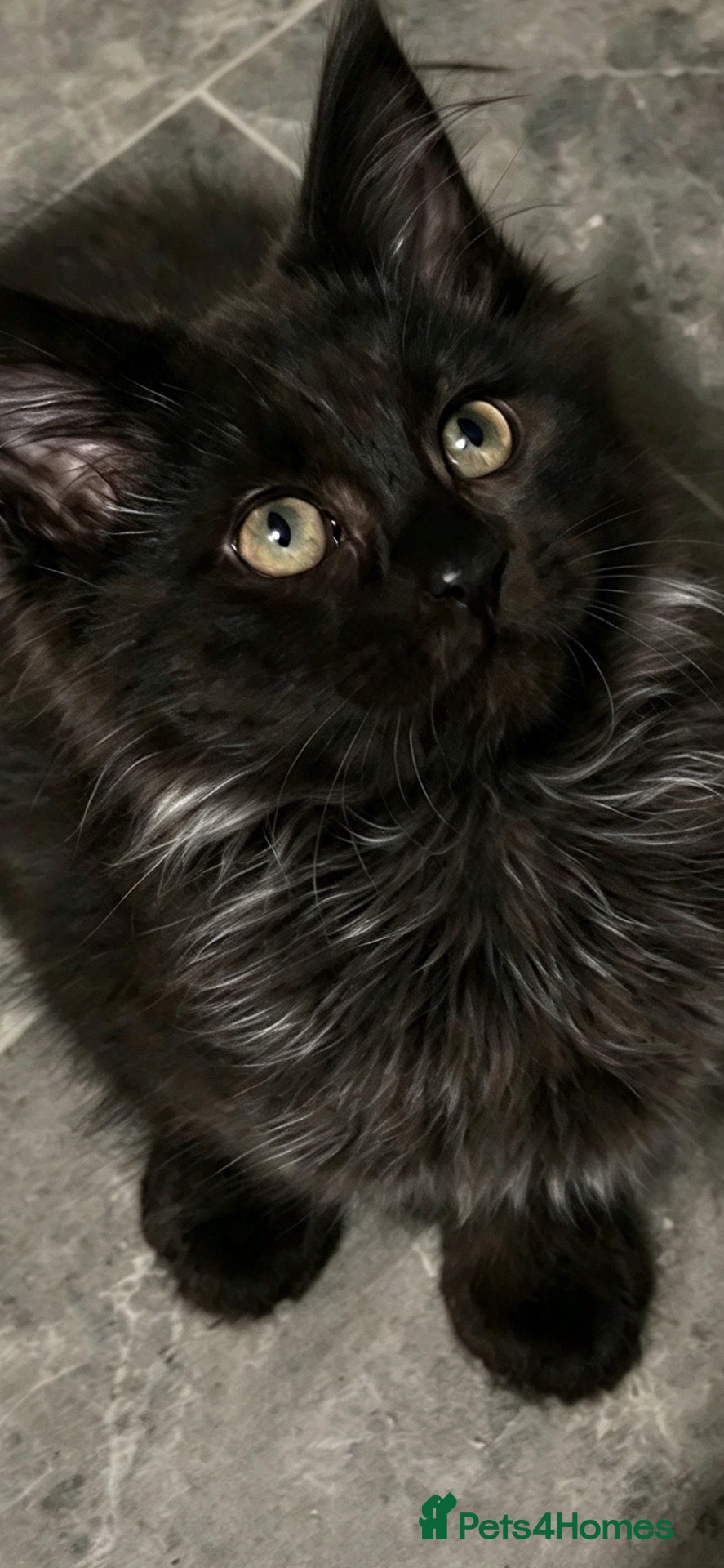 Maine Coon cats Beautiful Maine coon grey and black smoke   - Advert 8