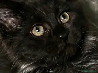 Maine Coon cats Beautiful Maine coon grey and black final price - Advert 14