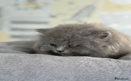 British Longhair cats for sale: Champion Sired GCCF Blue British longhair male - Image 5