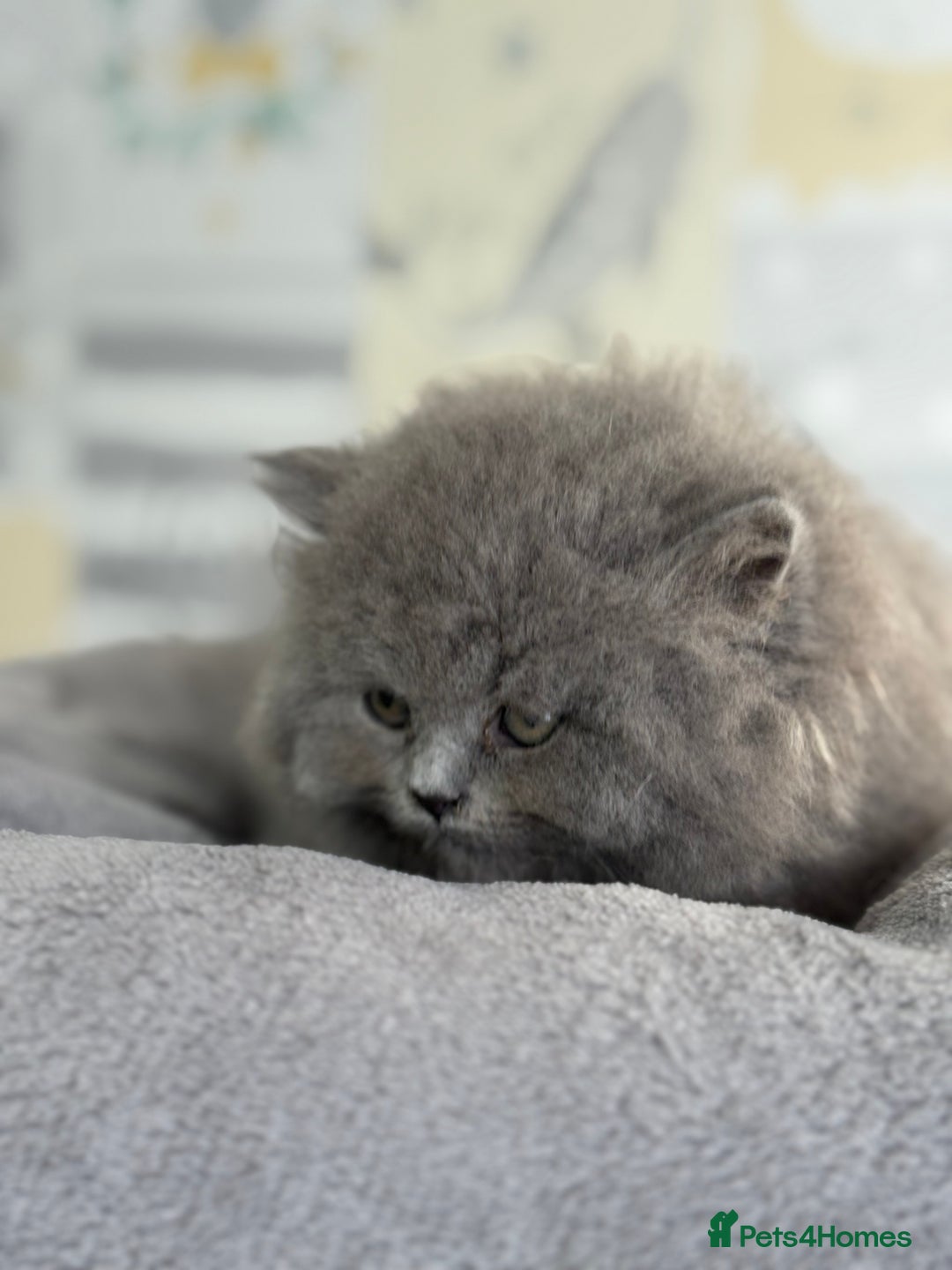 British Longhair cats for sale: Champion Sired GCCF Blue British longhair male - Image 5