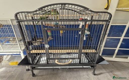 Ringnecks birds for sale: Alexander ringnecks - Image 3