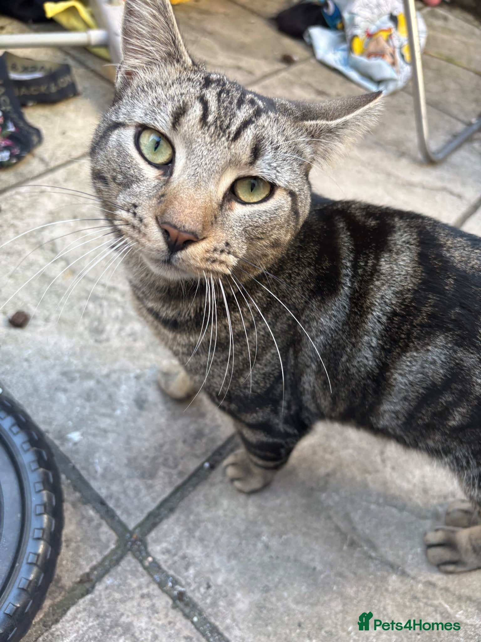 Mixed Breed cats Tom tabby cat  - Advert 2