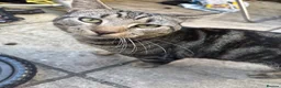 Mixed Breed cats for sale: Tom tabby cat  in London - Advert 1