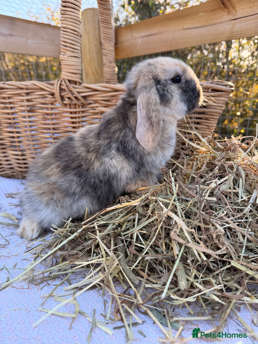 Mini Lop rabbits for sale: Mini Lop bunnies  - Advert 5
