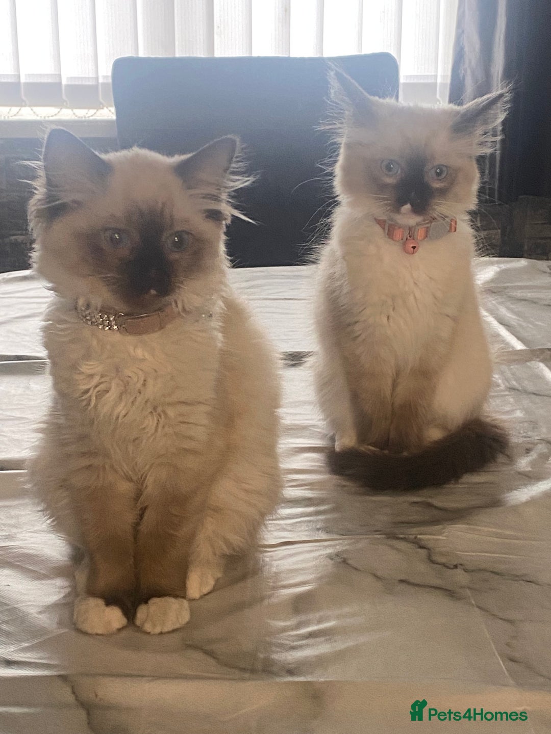 Ragdoll cats for sale: 2 beautiful rag doll kittens for sale - Advert 6
