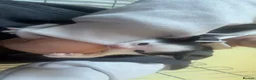 Mixed Breed cats for sale: Black and white kitten in Peterborough - Advert 4
