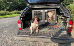English Springer Spaniel dogs for sale: KC reg 10mth springer spaniel bitch  - Image 3