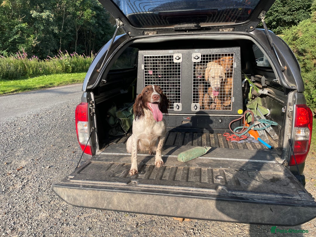English Springer Spaniel dogs for sale: KC reg 10mth springer spaniel bitch  - Image 3