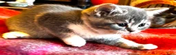Scottish Fold cats for sale: Scottish Fold Kittens for sale - Advert 14