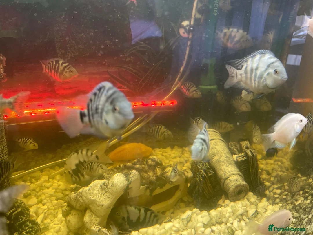 Cichlids fish for sale: Convict cichlids baby / breading pairs - Advert 1
