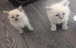 Ragdoll cats for sale: Beautiful gccf registered kittens - Image 2