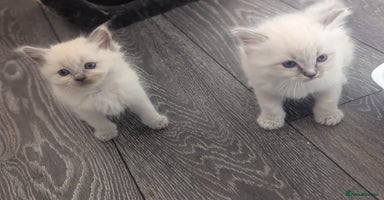 Ragdoll cats - Advert 3