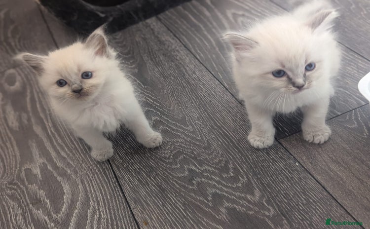 Ragdoll cats - Advert 11