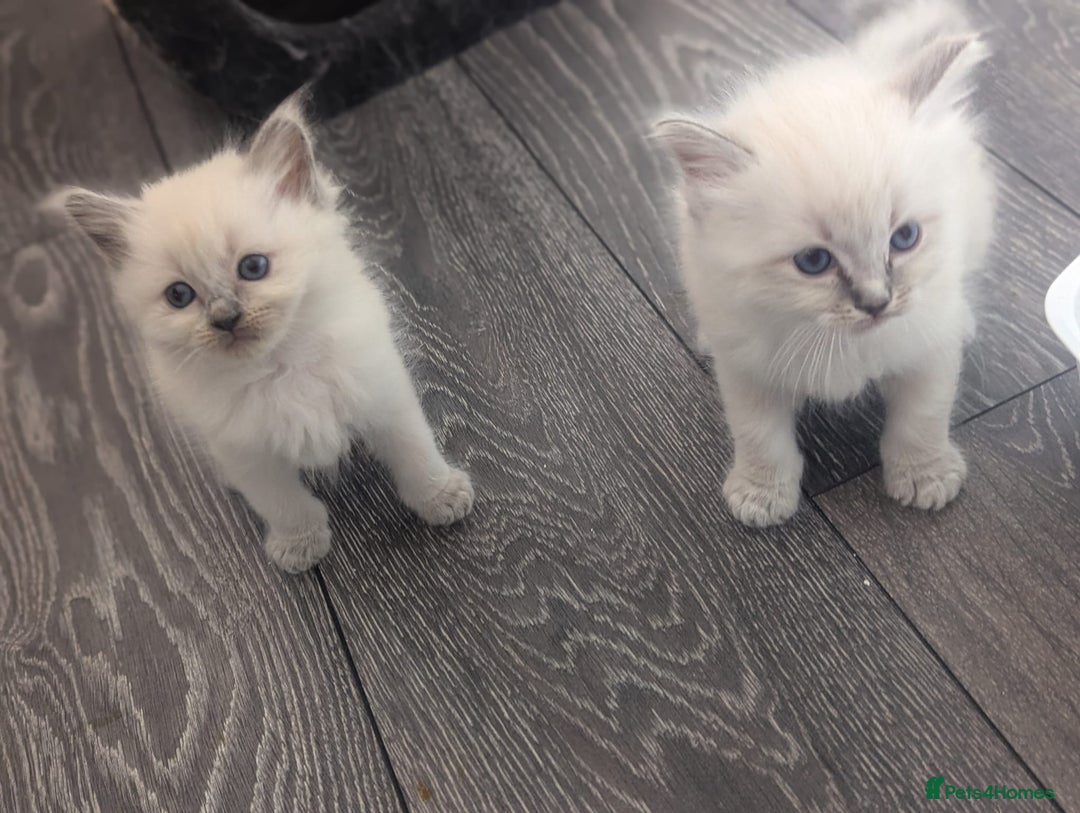 Ragdoll cats for sale: Beautiful gccf registered kittens - Image 2