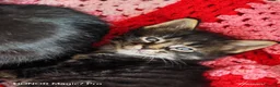 Mixed Breed cats for sale: Stunning 3/4 Maine Coon Kittens  - Advert 13
