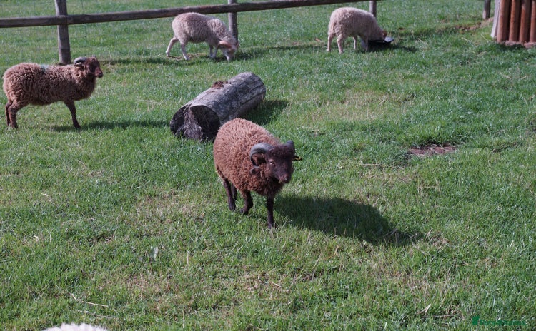 Sheep livestock - Advert 2