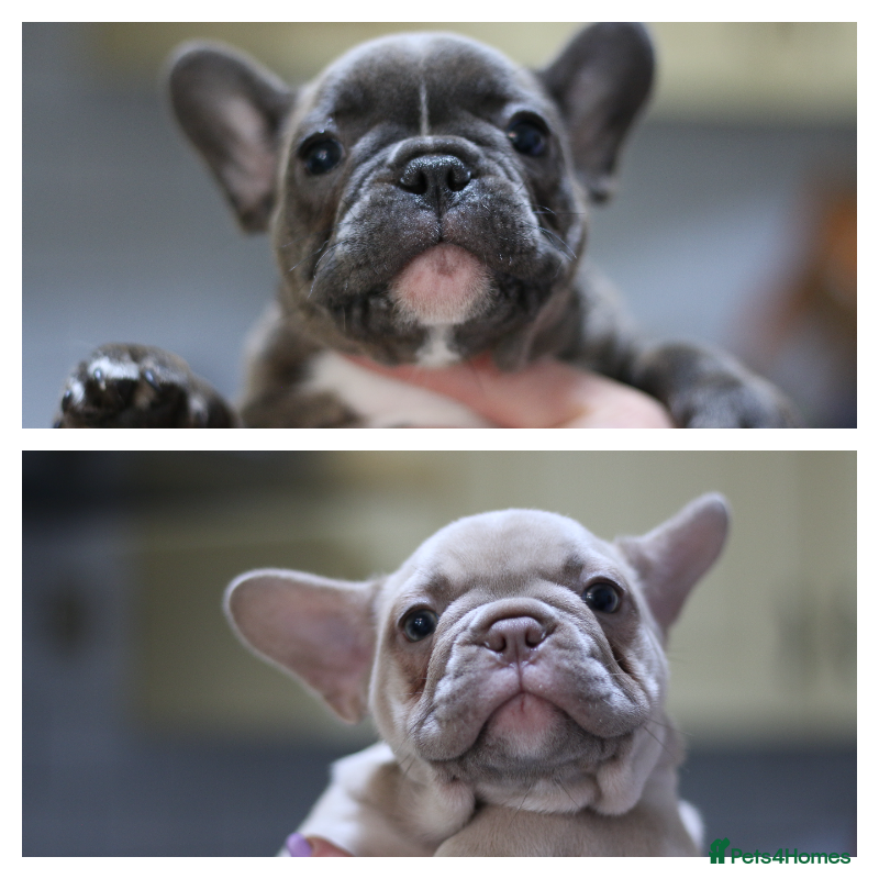 French Bulldog dogs French Bulldog Puppies Looking for Loving Homes - Advert 1