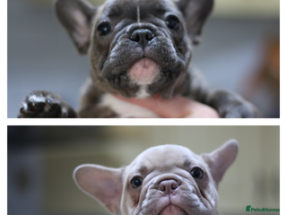 French Bulldog dogs French Bulldog Puppies Looking for Loving Homes - Advert 1