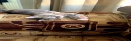 Domestic Shorthair cats for sale: Domestic Shorthair - Advert 5