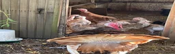 Turkeys poultry for sale: Bourbon Red Turkey poults for sale  in Scarborough - Advert 3