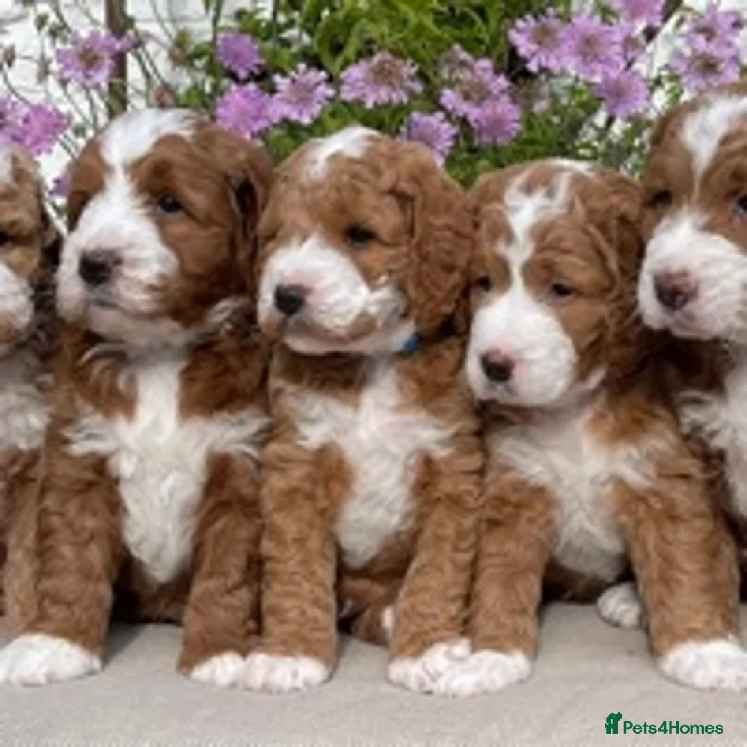 Labradoodle dogs for stud: Australian Labradoodle Stud in Driffield - Advert 3