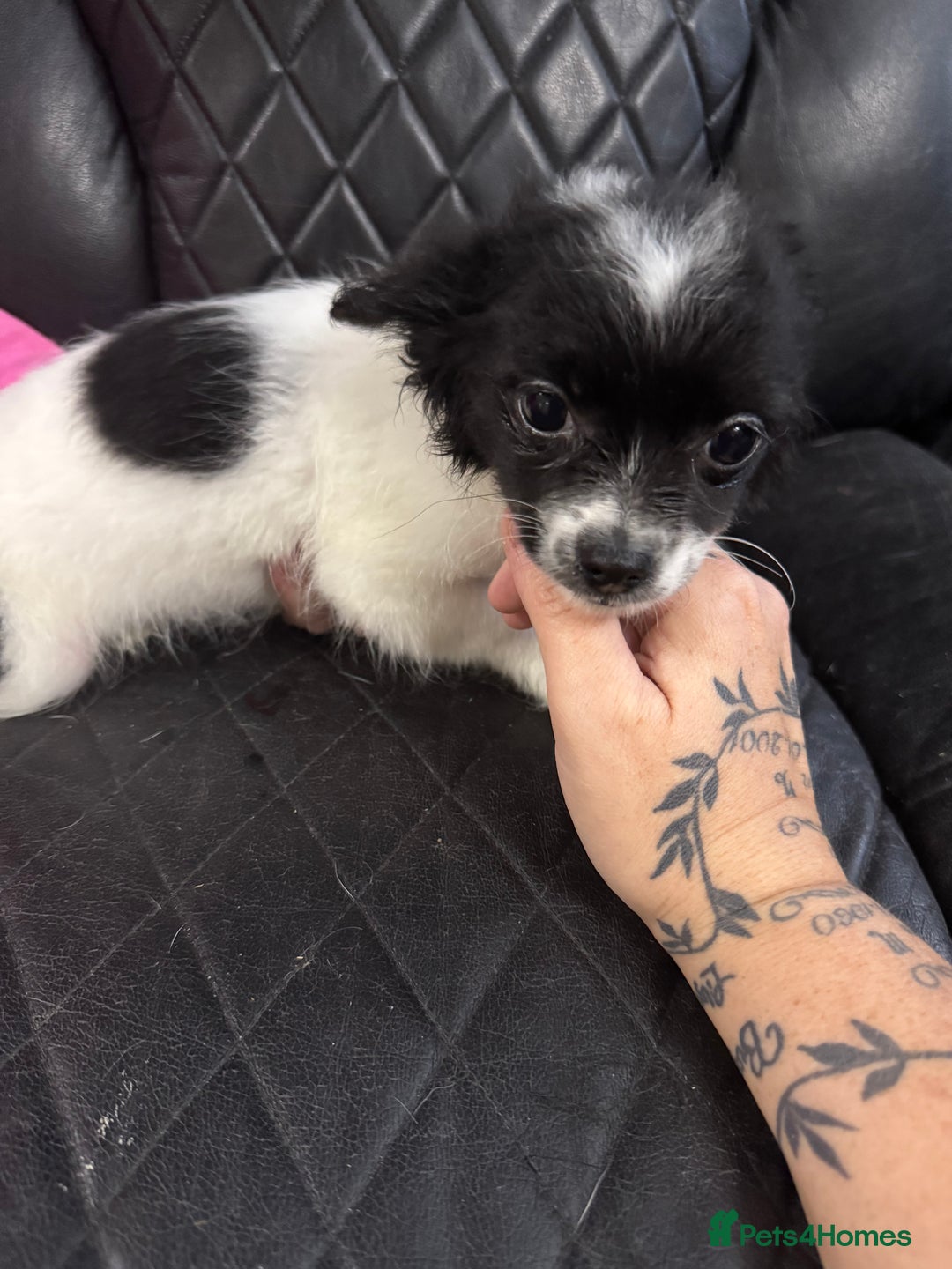Chihuahua dogs for sale: Long haired chihuahua’s - Advert 4