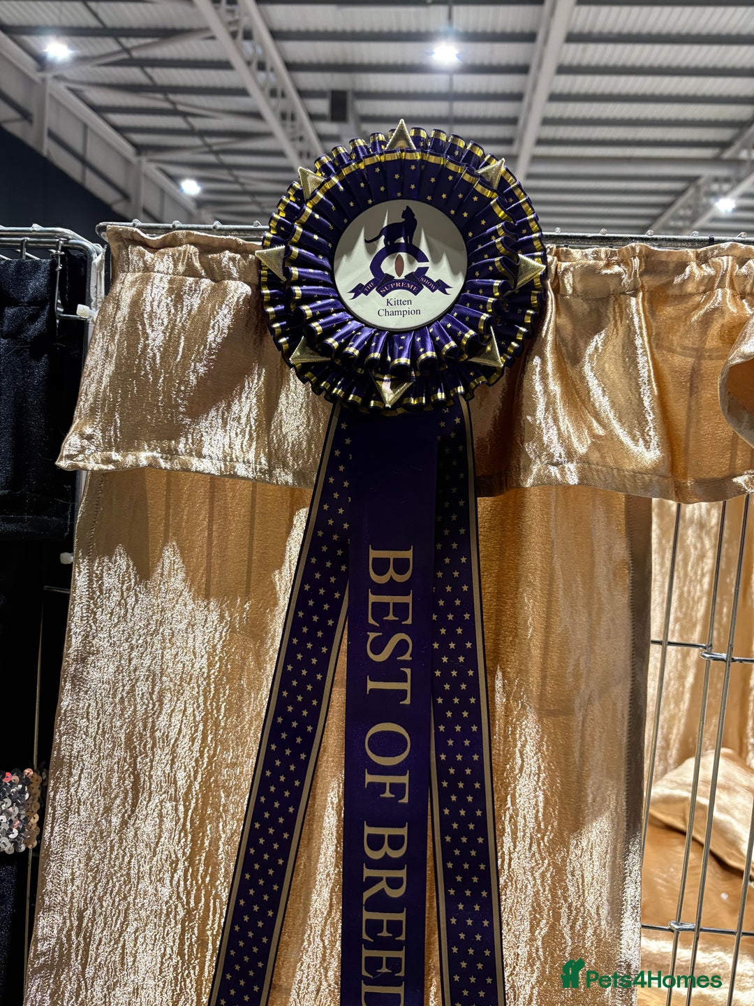 British Shorthair cats for sale: Fawn tortie girl  - Advert 12