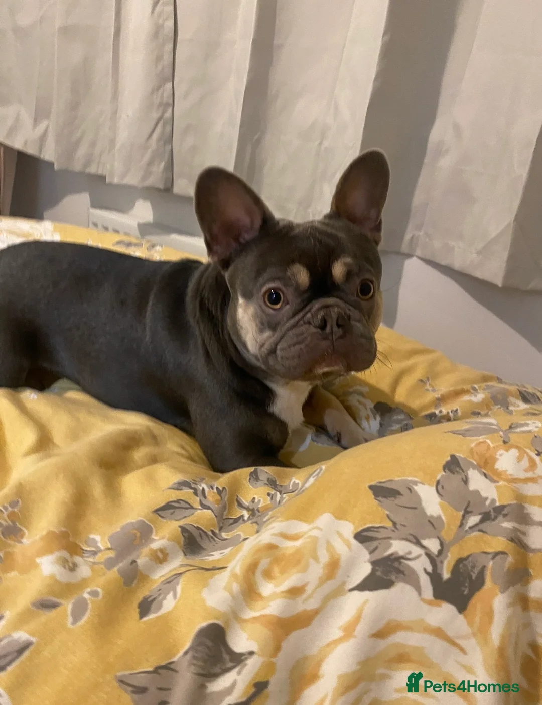 French Bulldog dogs for sale: Male French Bulldog - Bruno - Advert 2