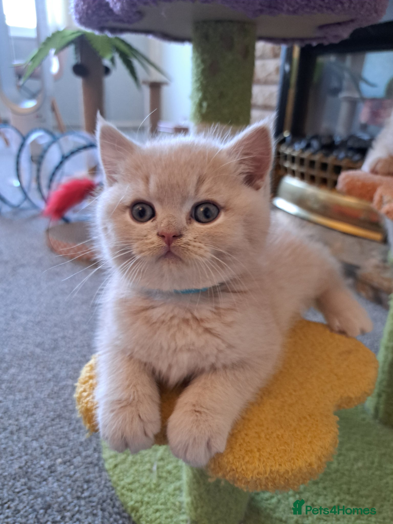 British Shorthair cats Chunky BSH&BLH kittens - Advert 1