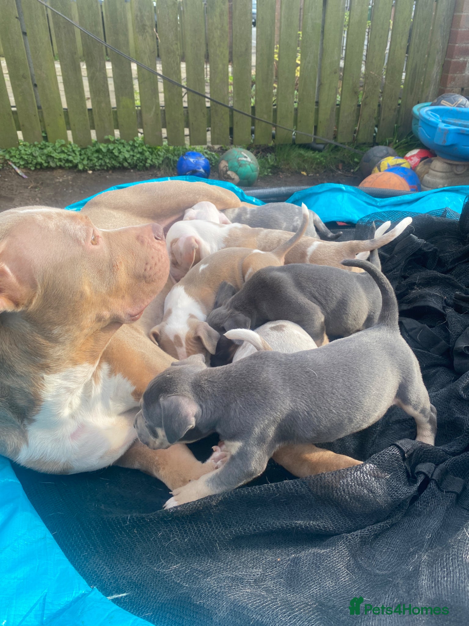 Mixed Breed dogs Super adorable puppies  - Advert 2