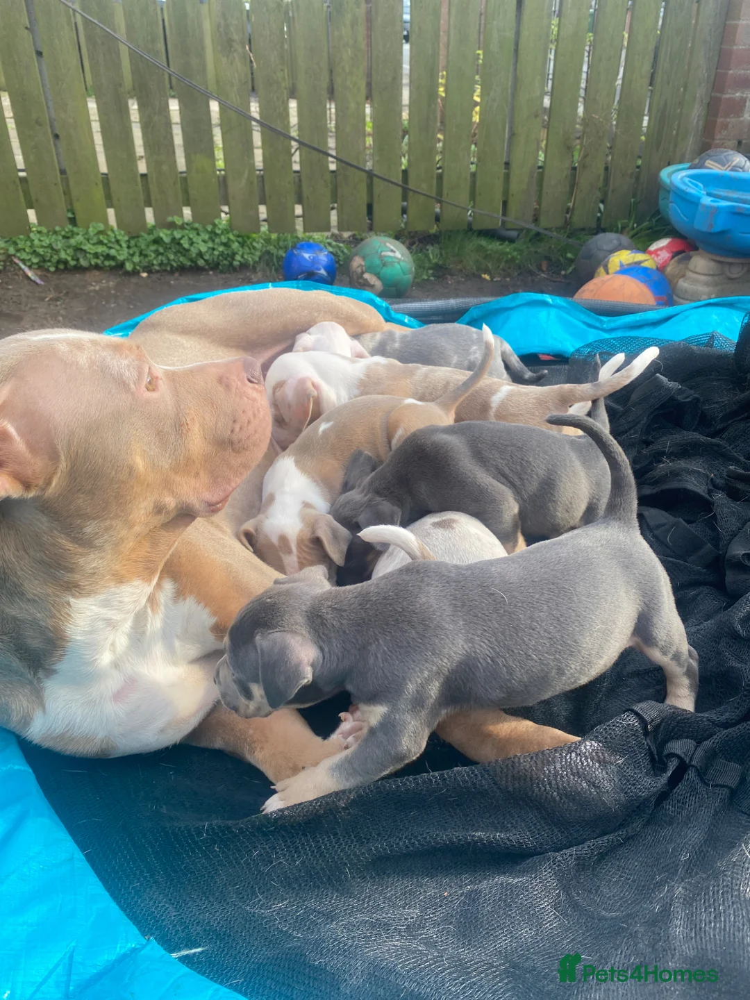 Mixed Breed dogs for sale: Super adorable puppies  - Advert 1