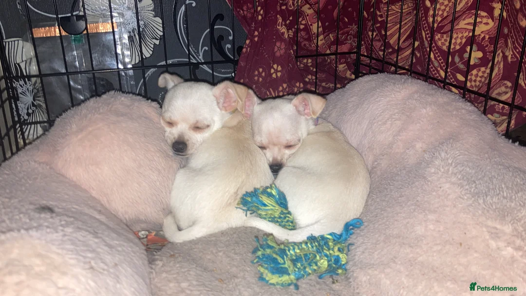 Chihuahua dogs for sale: Chihuahua  - Advert 1