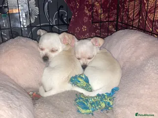 Chihuahua dogs Chihuahua - Advert 12