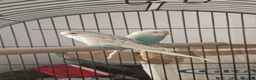 Lovebirds birds for sale: Male and female love birds + cage in Tipton - Advert 2