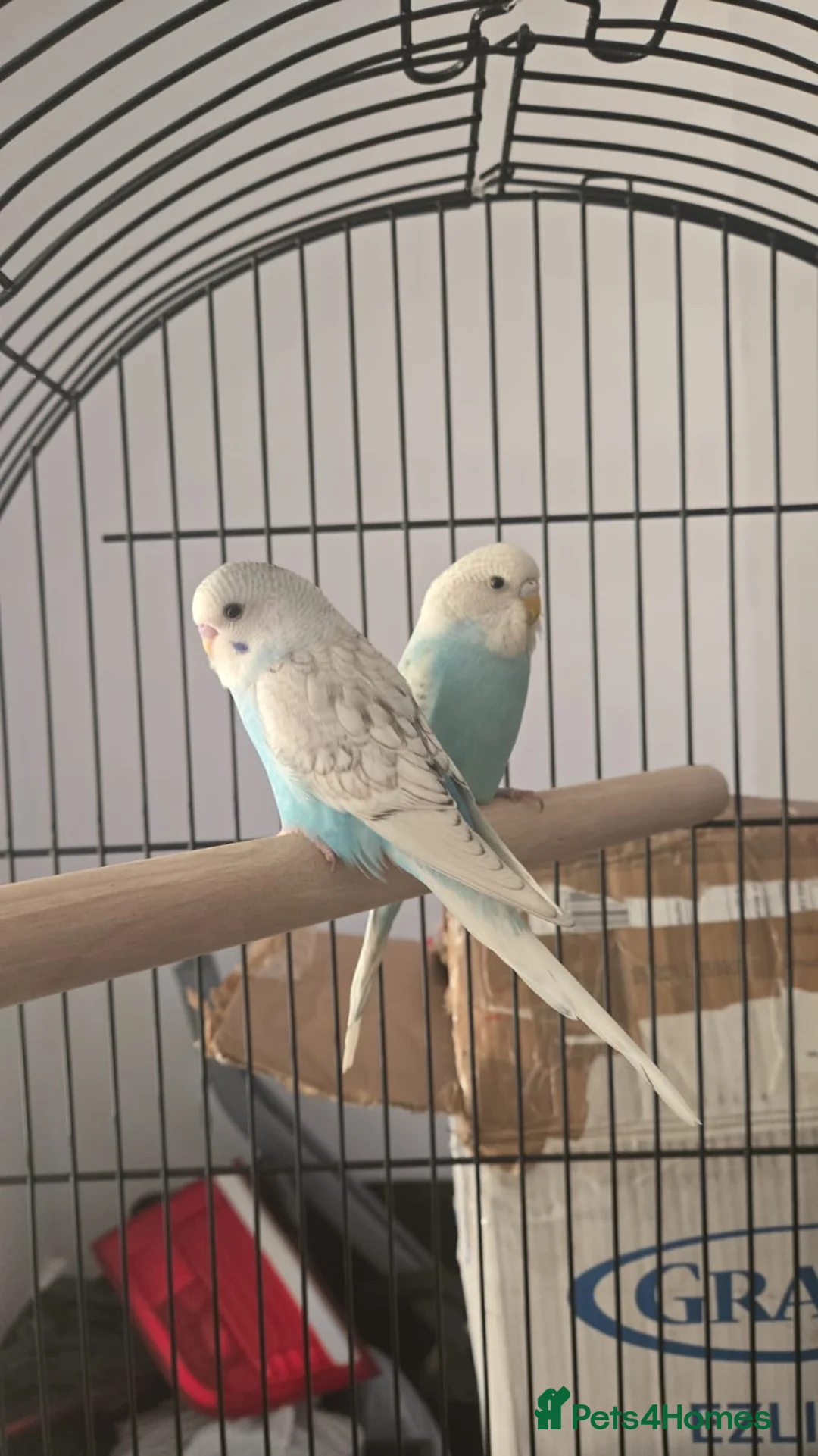 Lovebirds birds for sale: Male and female love birds + cage in Tipton - Advert 2