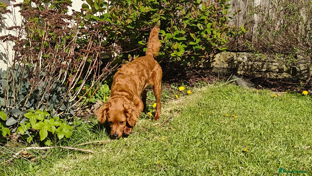 Cavapoo dogs for sale: 9 Month Female Cavapoo - Advert 1