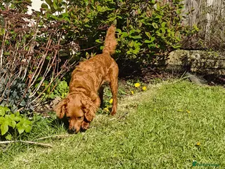 Cavapoo dogs 9 Month Female Cavapoo - Advert 1