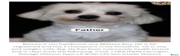 Maltipoo dogs for sale: Maltipoo puppies  - Advert 21