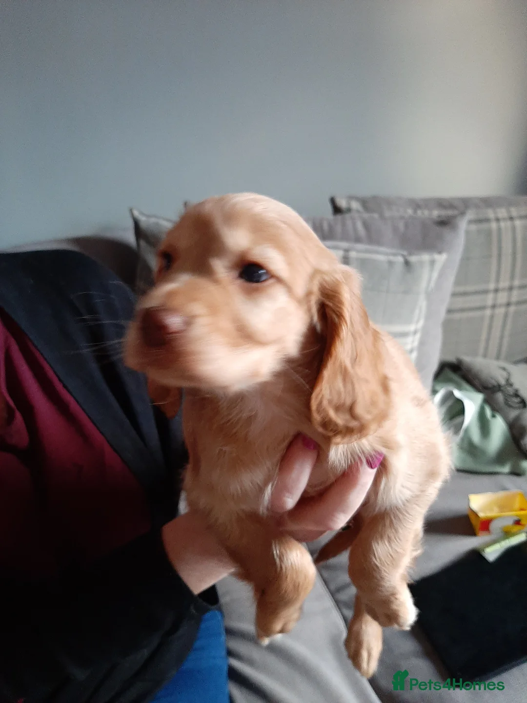 Cocker Spaniel dogs for sale: Cocker Spaniels - Advert 2