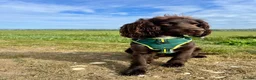 Cocker Spaniel dogs for stud: Cocker Spaniel for Stud  - Advert 6