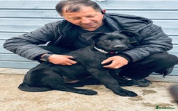 German Shepherd dogs for sale: Exceptional KC Reg DDR GSD Puppies Rare Bloodlines - Image 27